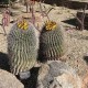 Ferocactus wislizenii (Cactus)