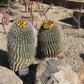Cactus Ferocactus wislizenii