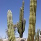 Pachycereus pringlei (Cactus)