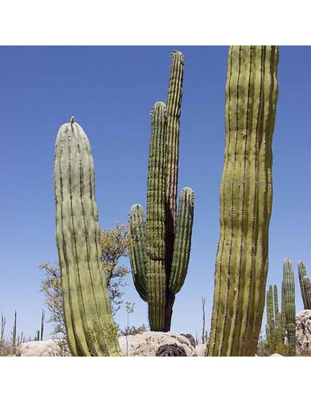 Pachycereus pringlei (Cactus)