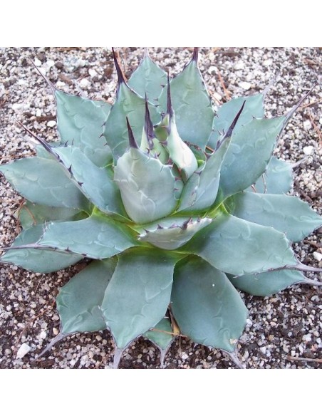 Agave parryi (Succulente)