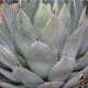 Agave parryi (Succulente)