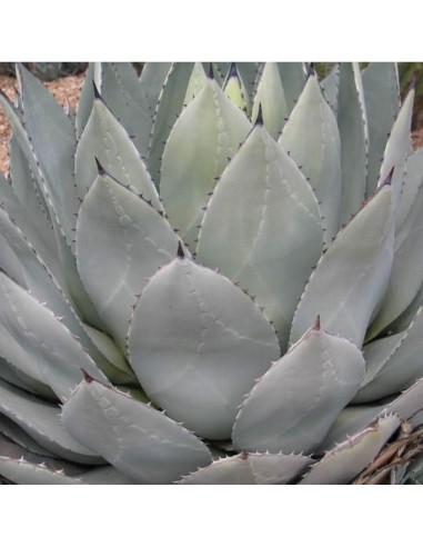 Agave parryi (Succulente)