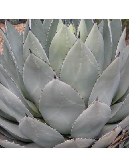 Agave parryi (Succulente)