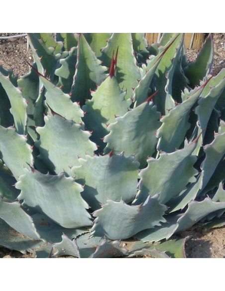 Agave potatorum v. verschaffeltii (Succulente)