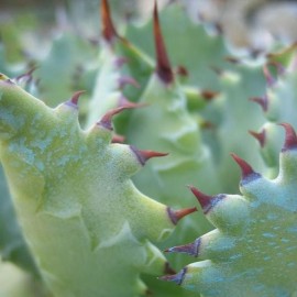 Agave potatorum v. verschaffeltii (Succulente)