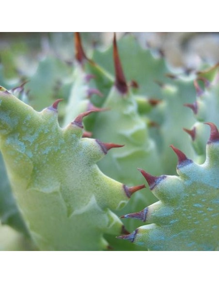 Agave potatorum v. verschaffeltii (Succulente)