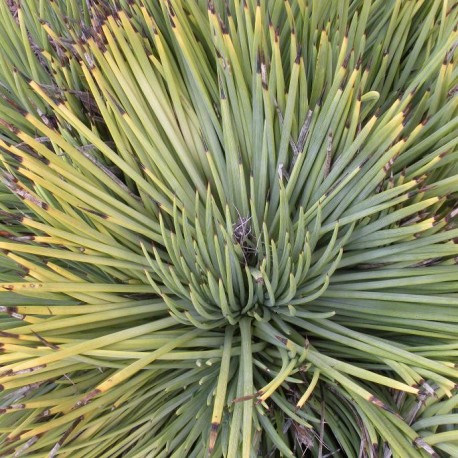 Agave striata (Succulente)