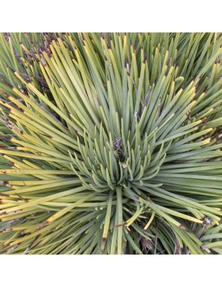 Agave striata (Succulente)