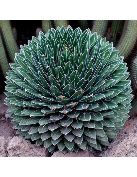 Agave victoria-reginae (Succulente)