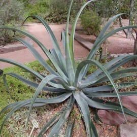 Agave pieuvre