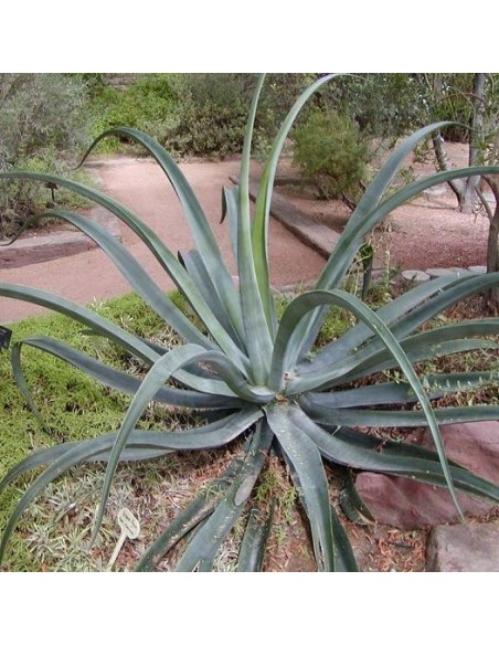 Agave vilmoriniana (Succulente)