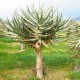 Aloe dichotoma (Succulente)