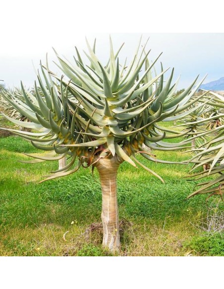 Aloe dichotoma (Succulente)
