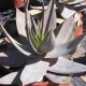 Aloe striata (Succulente)