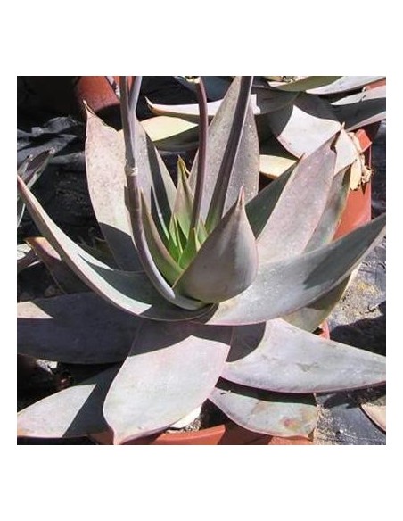 Aloe striata (Succulente)