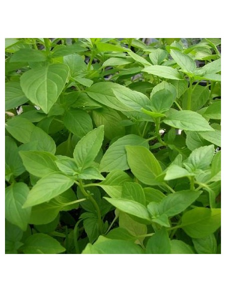 Basilic Citron