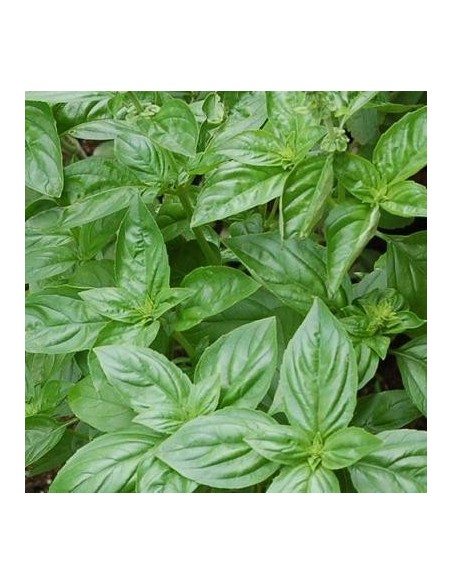 Basilic Anis