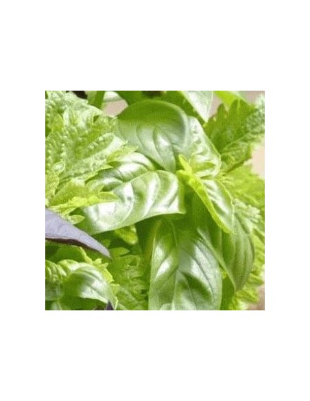 Basilic Menthe