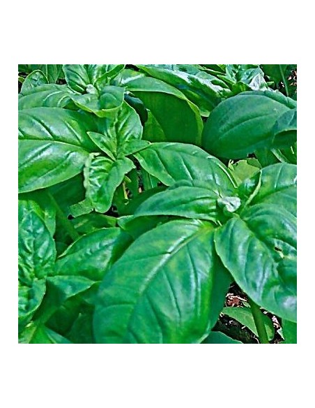 Basilic italien à grandes feuilles