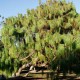 Pinus patula (Pin pleureur du Mexique)