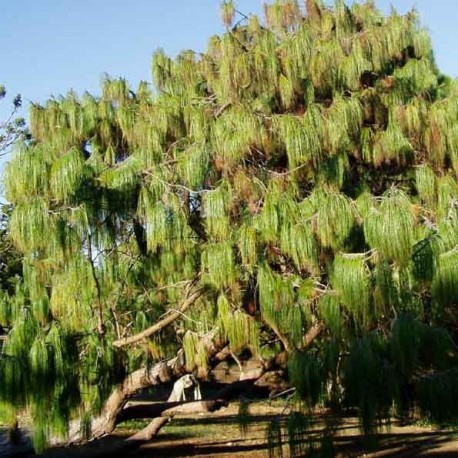 Pinus patula (Pin pleureur du Mexique)
