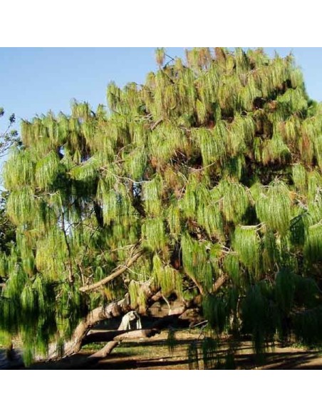 Pinus patula  (Pin pleureur du Mexique)
