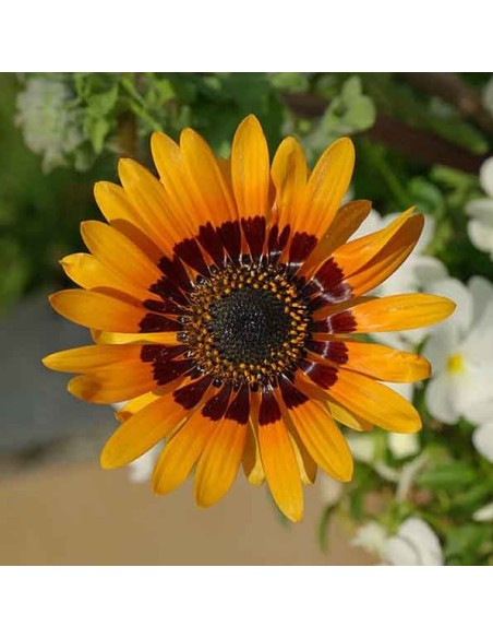 Venidium fastuosum (Orange princess daisy)