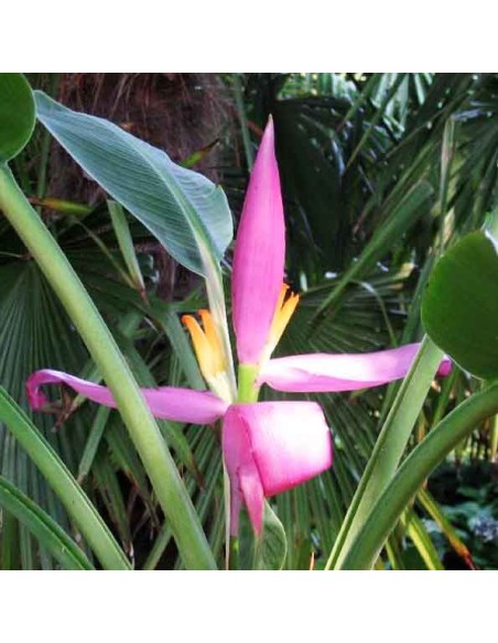 MUSA VELUTINA (Bananier nain)