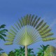 Ravenala Madagascariensis (Palmier du voyageur de Madagascar)