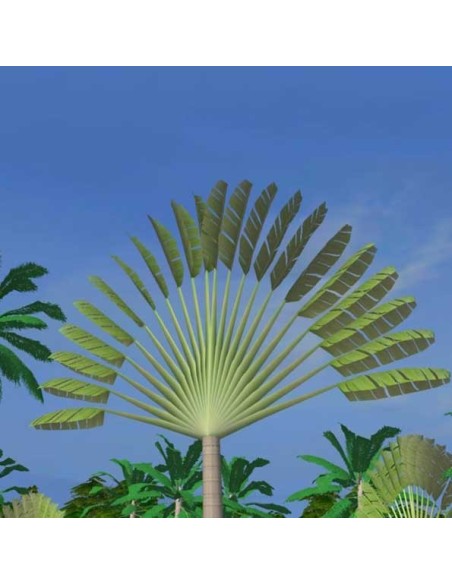 Ravenala Madagascariensis (Palmier du voyageur de Madagascar)
