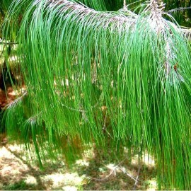 Pinus patula (Pin pleureur du Mexique)