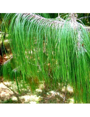 Pinus patula  (Pin pleureur du Mexique)