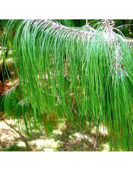 Pinus patula  (Pin pleureur du Mexique)
