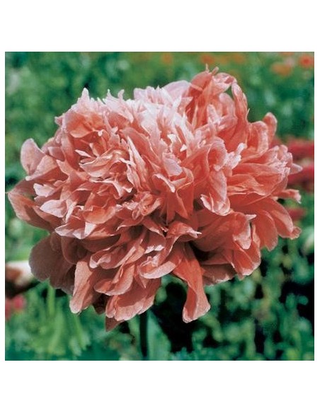 Papaver somniferum "Frosted salmon" (Pavot à opium)