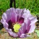 Papaver 'Giganteum' (Pavot à opium)