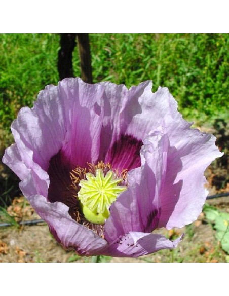 Papaver 'Giganteum' (Pavot à opium)