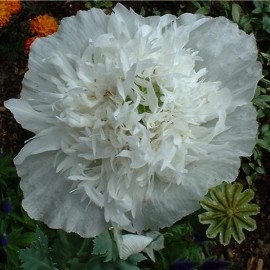 Pavot à opium White Cloud (Papaver somniferum)