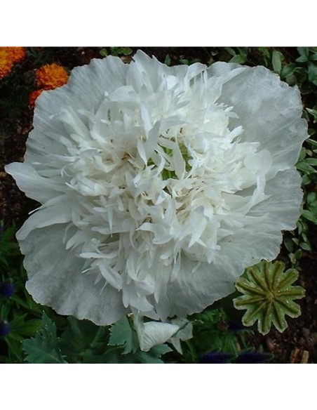Papaver somniferum var. peoniflorum blanc (Pavot à opium)