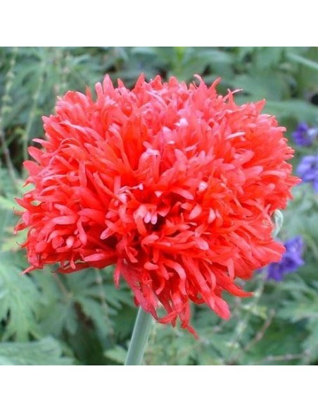 Papaver paeoniflorum "Oase" (Pavot à opium)