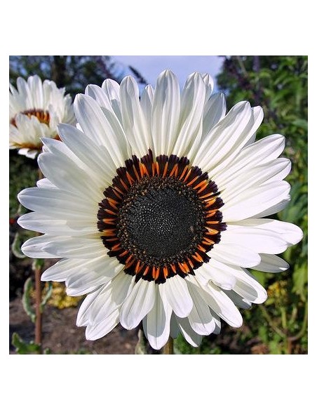 Venidium fastuosum Blanche (Marguerite africaine)