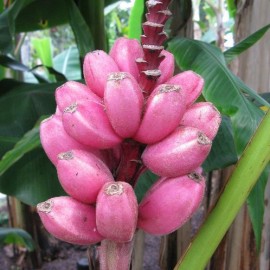 MUSA VELUTINA (Bananier nain)