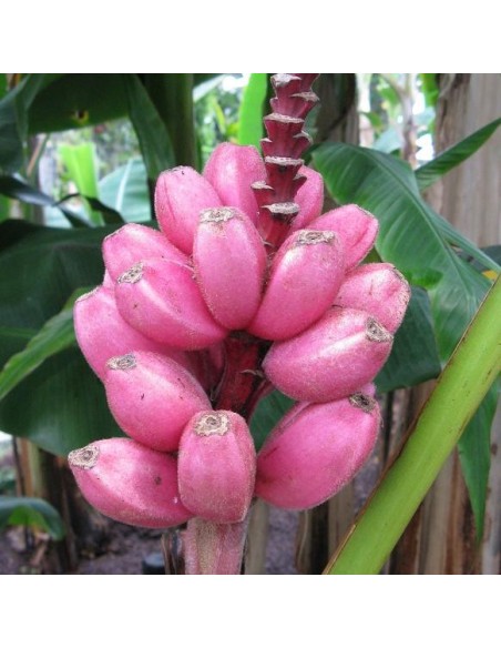 Musa velutina (Bananier nain)