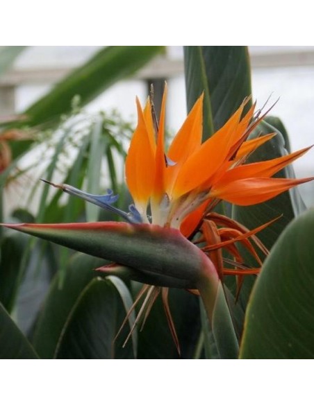 Strelitzia reginae (Oiseau de Paradis)