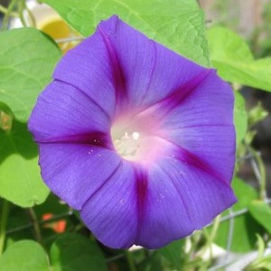 Vilmorin Graines De Fleurs Ipomée Volubilis Pourpre, 6 G