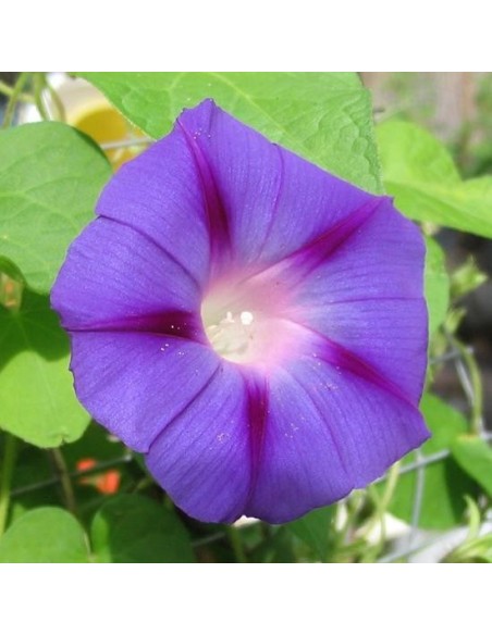 Ipomea violacea (Ipomée)