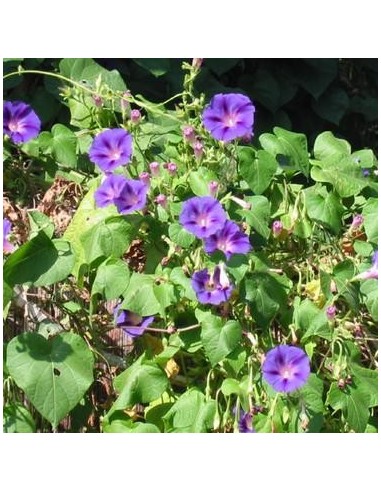Ipomea violacea (Ipomée)