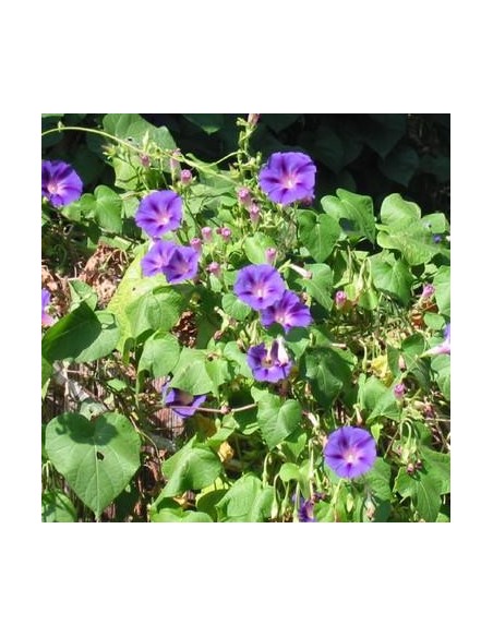 Ipomea violacea (Ipomée)