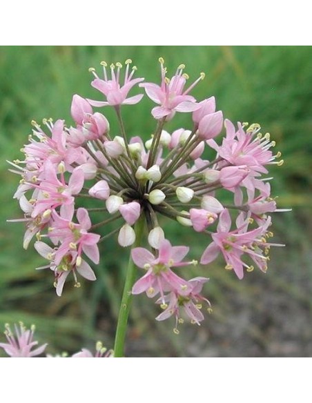 Allium stellatum (Ail étoilé du Canada)