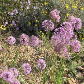 Allium stellatum (Ail étoilé du Canada)
